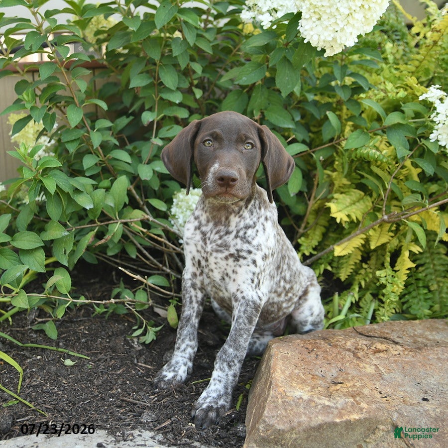 German Shorthaired Pointer dogs Juliet  - Ad 1