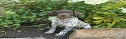 German Shorthaired Pointer dogs for sale: Juliet  - Ad 1