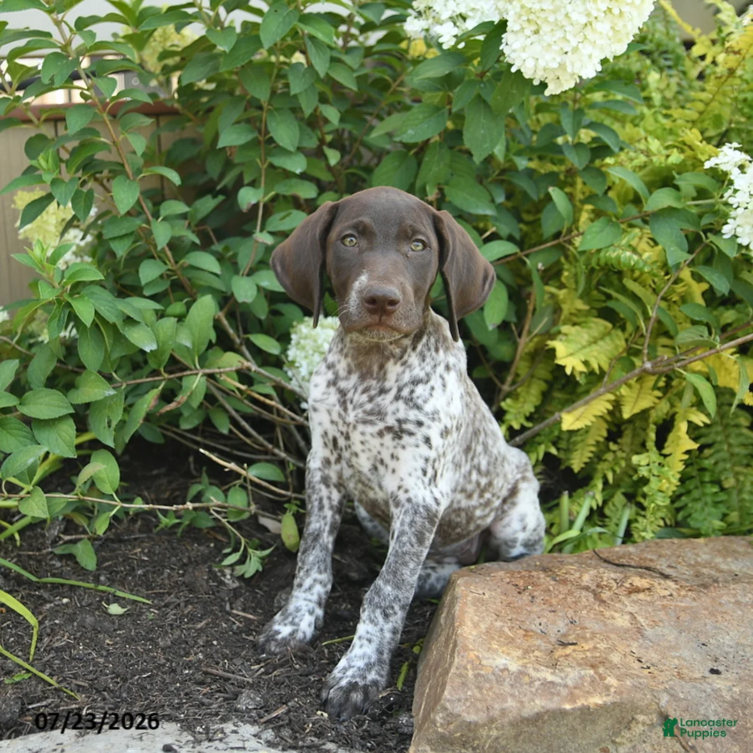 German Shorthaired Pointer dogs for sale: Juliet  - Ad 1