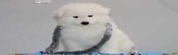 Samoyed dogs for sale: Aspen - Ad 3