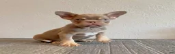 French Bulldog dogs for sale: CHUCKY - ISABELLA Fluffy Carrier in CALI, USA DELIVERY OPTIONS! - Ad 3