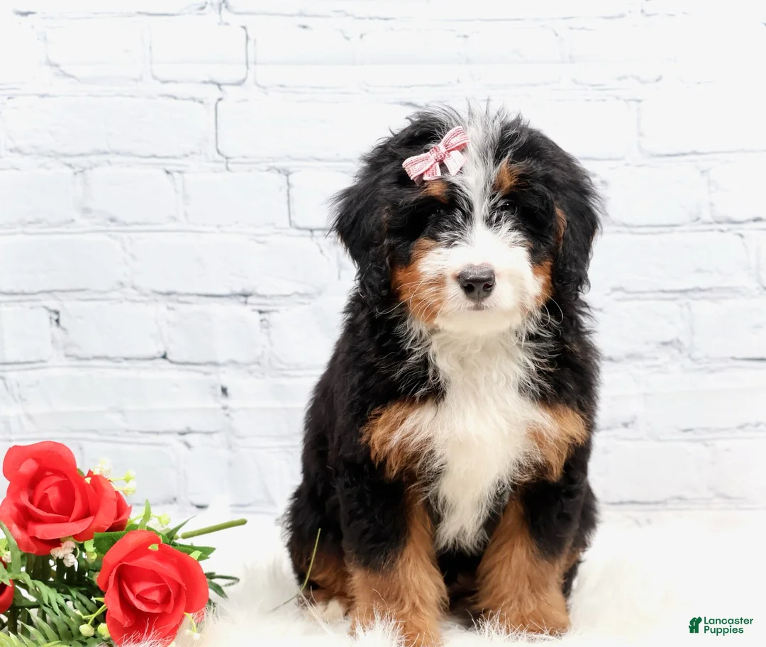 Mini Bernedoodle dogs for sale: Dakota - Ad 2
