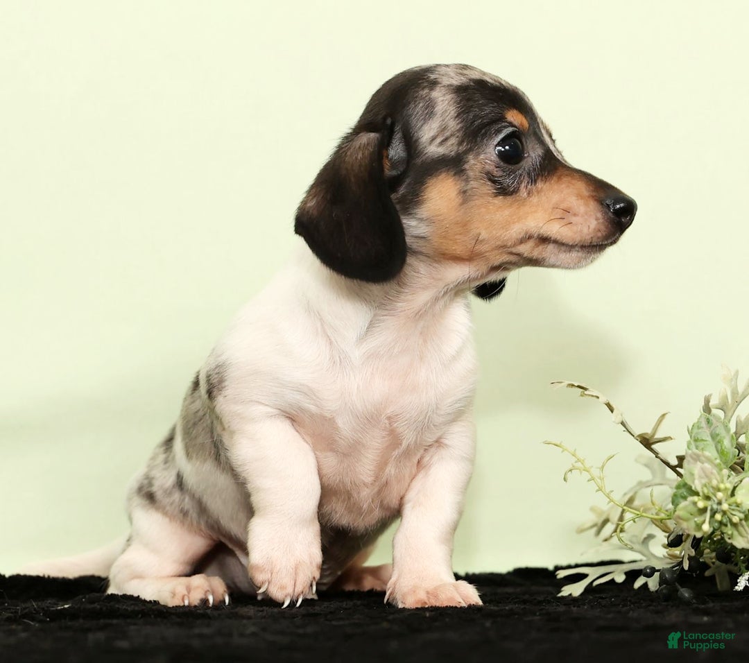 Miniature Dachshund dogs for sale: Isaac - Ad 5