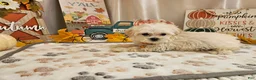 Maltipoo dogs for sale: Carson - Ad 5