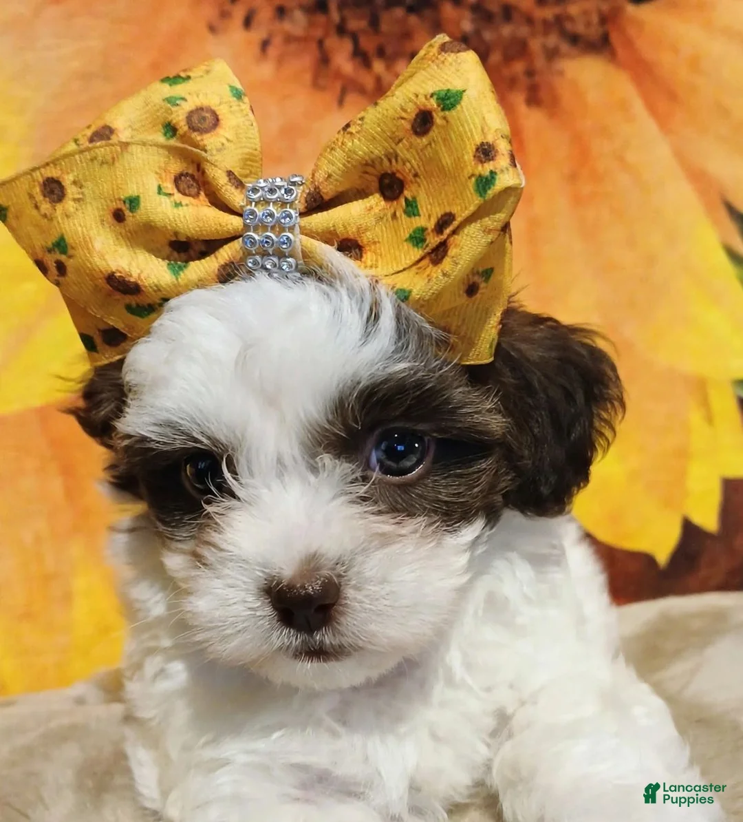 Havanese dogs for sale: Havanese 3 - Ad 2