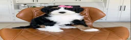 Bernedoodle dogs for sale: Birdie - Ad 4