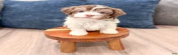 Havanese dogs for sale: Pearl - Ad 1