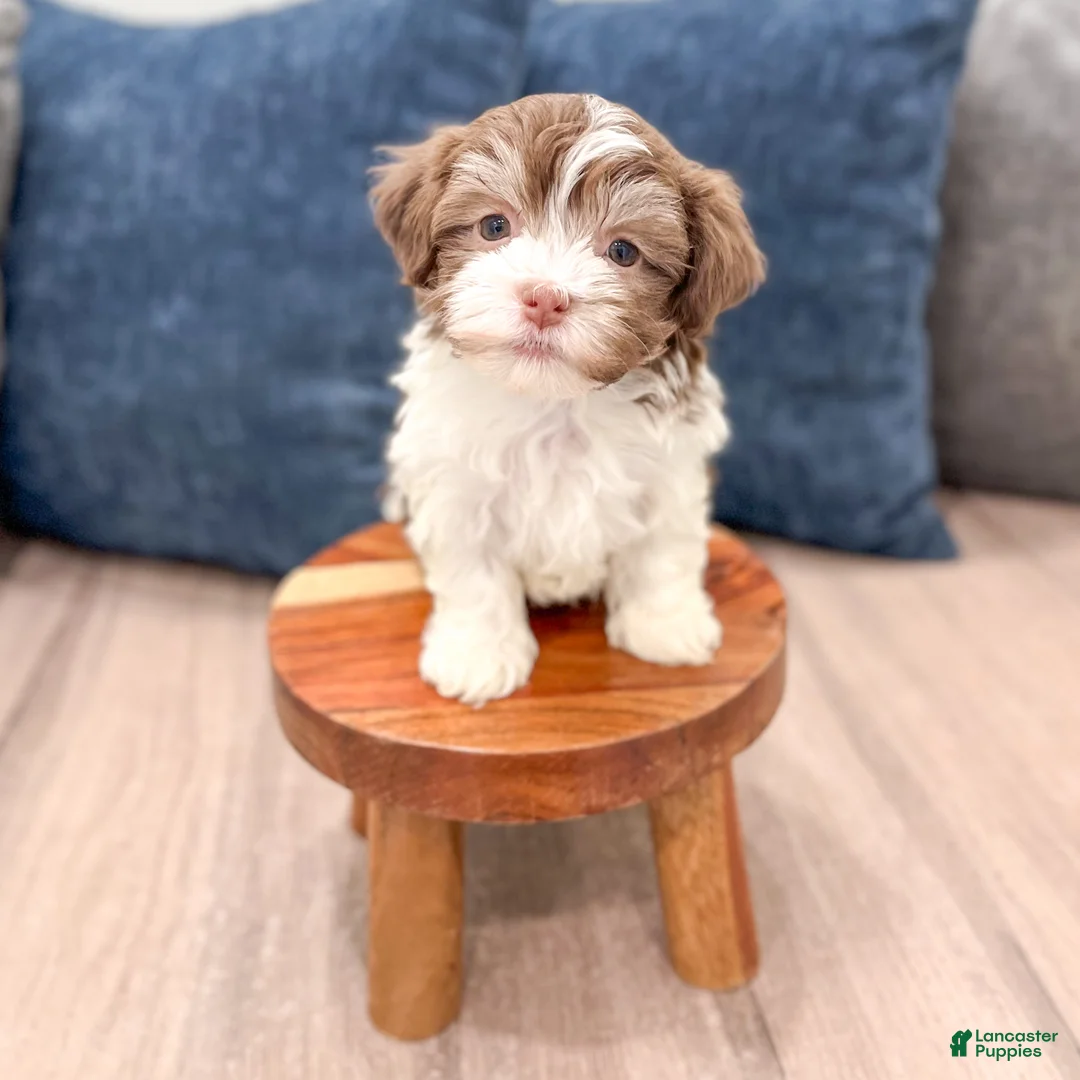 Havanese dogs for sale: Pearl - Ad 1