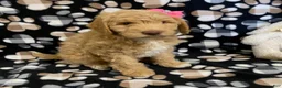 Goldendoodle dogs for sale: Molly- genetic clear parents - Ad 4