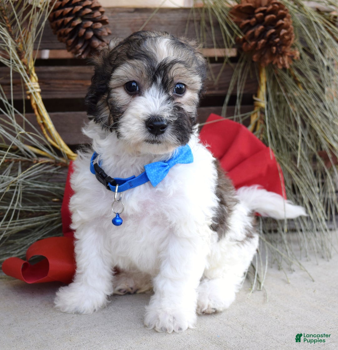 Bichpoo dogs for sale: Biscuit - Ad 2