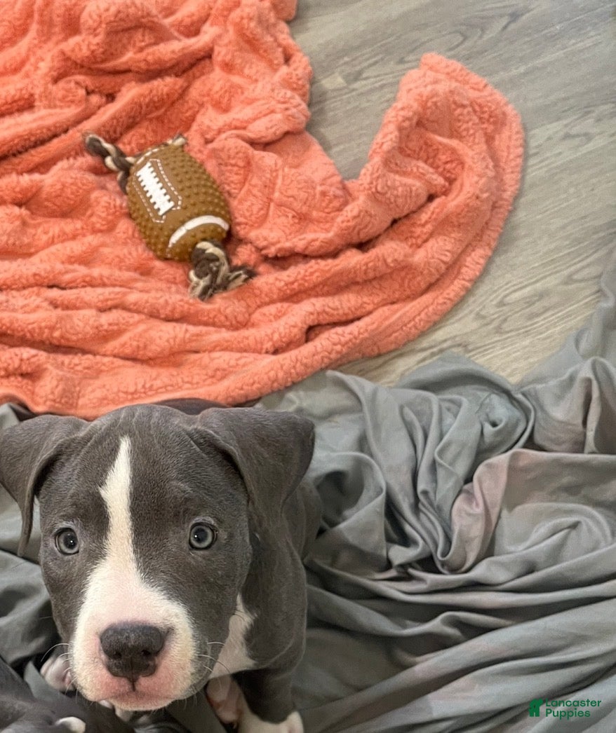 American Bully dogs Missy - Ad 2