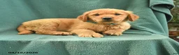 Golden Retriever dogs for sale: Ricky  - Ad 1