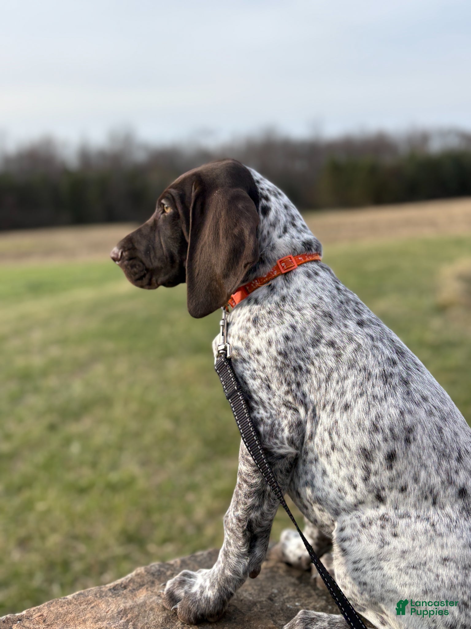 German Shorthaired Pointer dogs German Shorthaired Pointer Puppy 2 - Ad 1