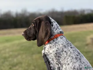 German Shorthaired Pointer dogs for sale: German Shorthaired Pointer Puppy 2 - Ad 2