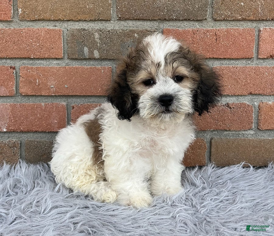 Teddy Bear dogs JoJo - Ad 2