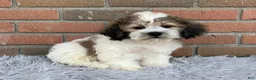 Teddy Bear dogs for sale: JoJo - Ad 2