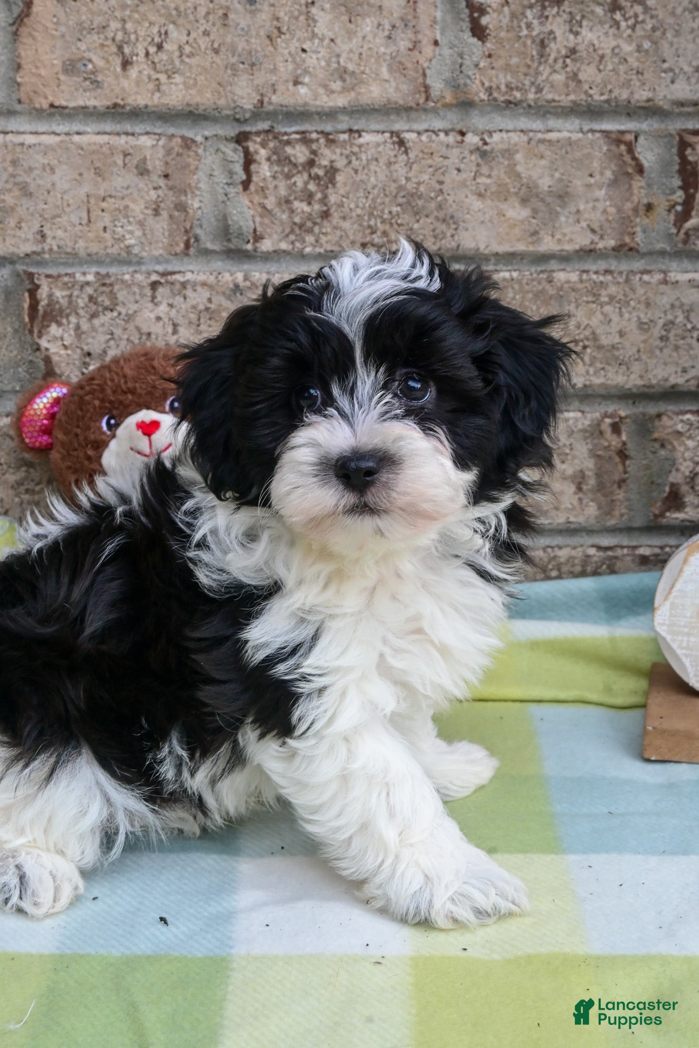 Havapoo dogs Havapoo Jake - Ad 1