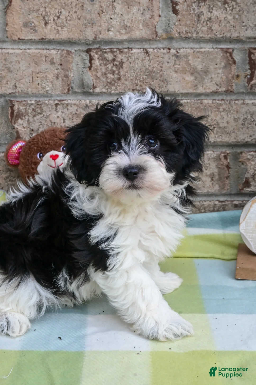 Havapoo dogs for sale: Havapoo Jake - Ad 1