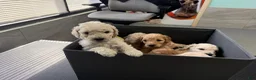 Goldendoodle dogs for sale: Goldendoodle (Light Brown) - Ad 4