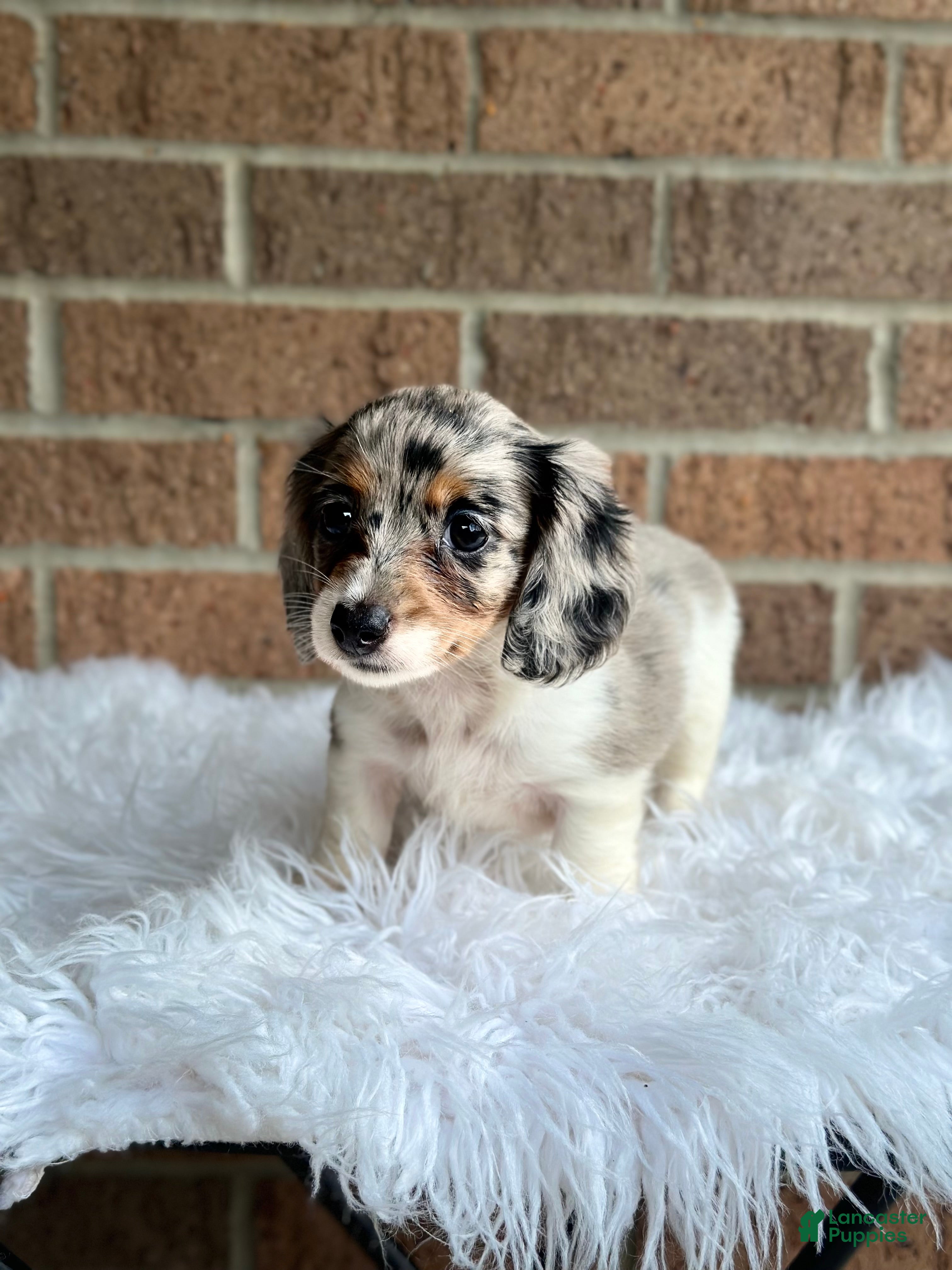 Miniature Dachshund dogs Daisy - Ad 1