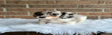 Daisy