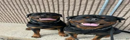 Rottweiler dogs for sale: Rottweiler Puppy 6 - Ad 2