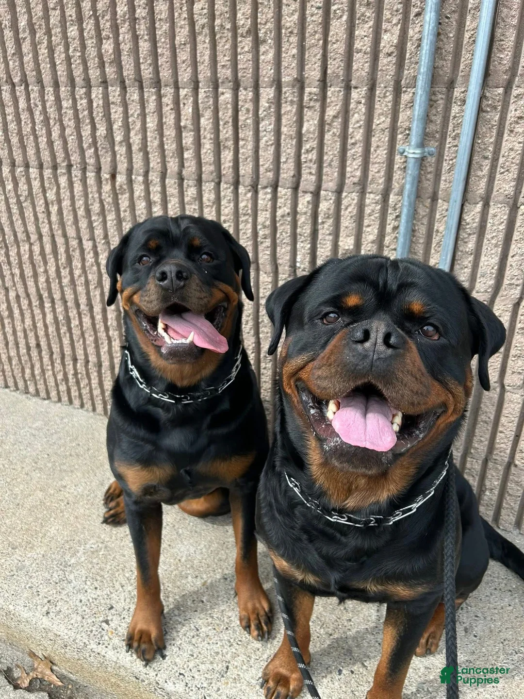 Rottweiler dogs for sale: Rottweiler Puppy 6 - Ad 2