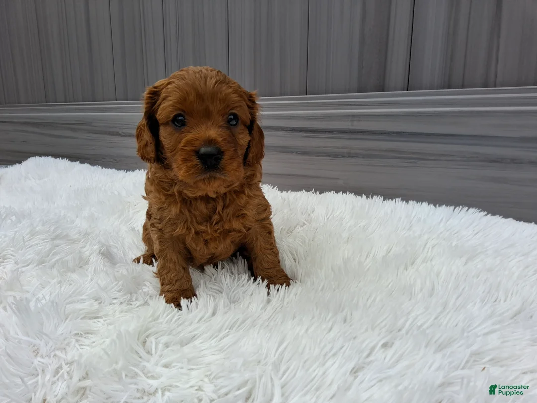 Cavapoo dogs for sale: Nash - Ad 2