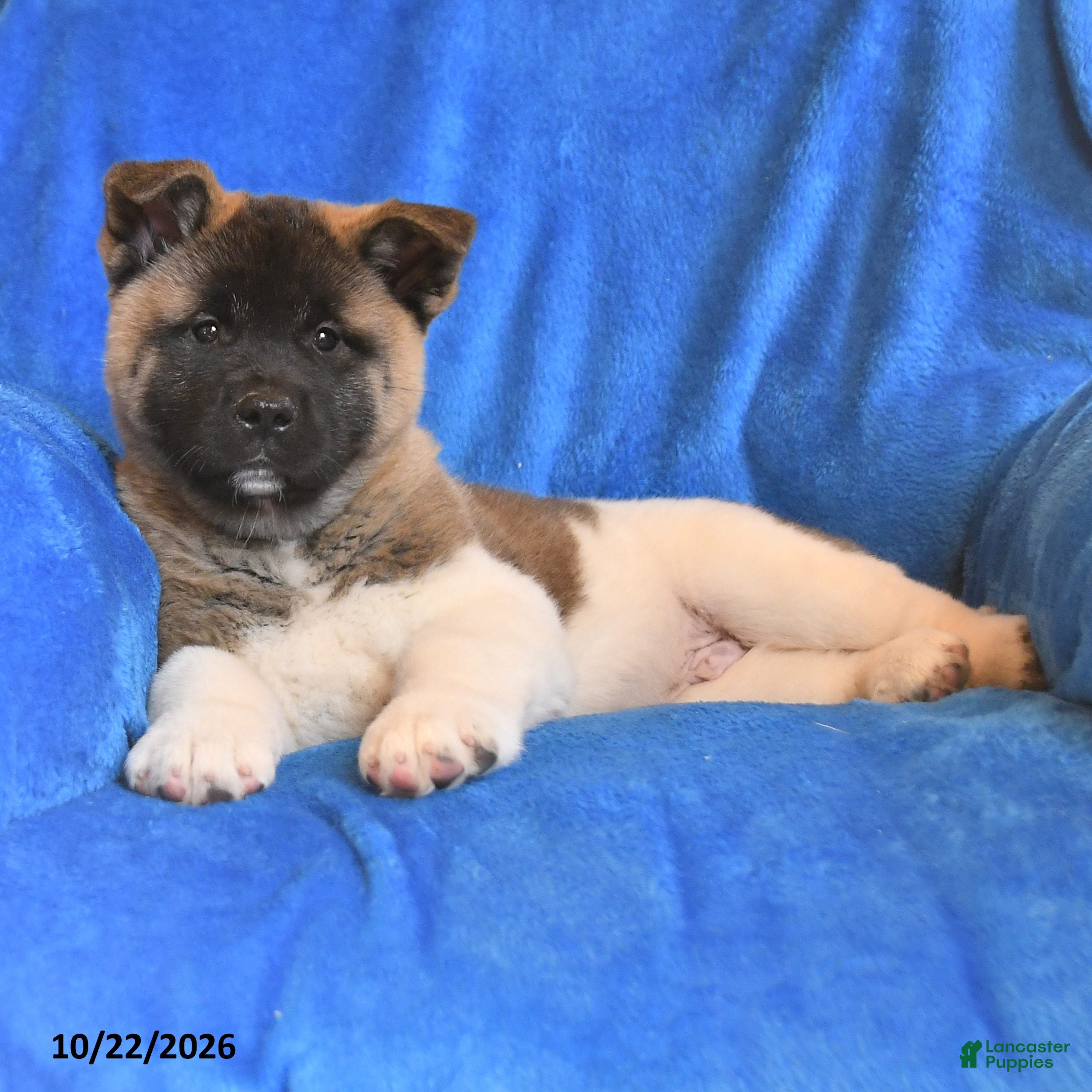 Akita dogs for sale: Buster - Ad 1