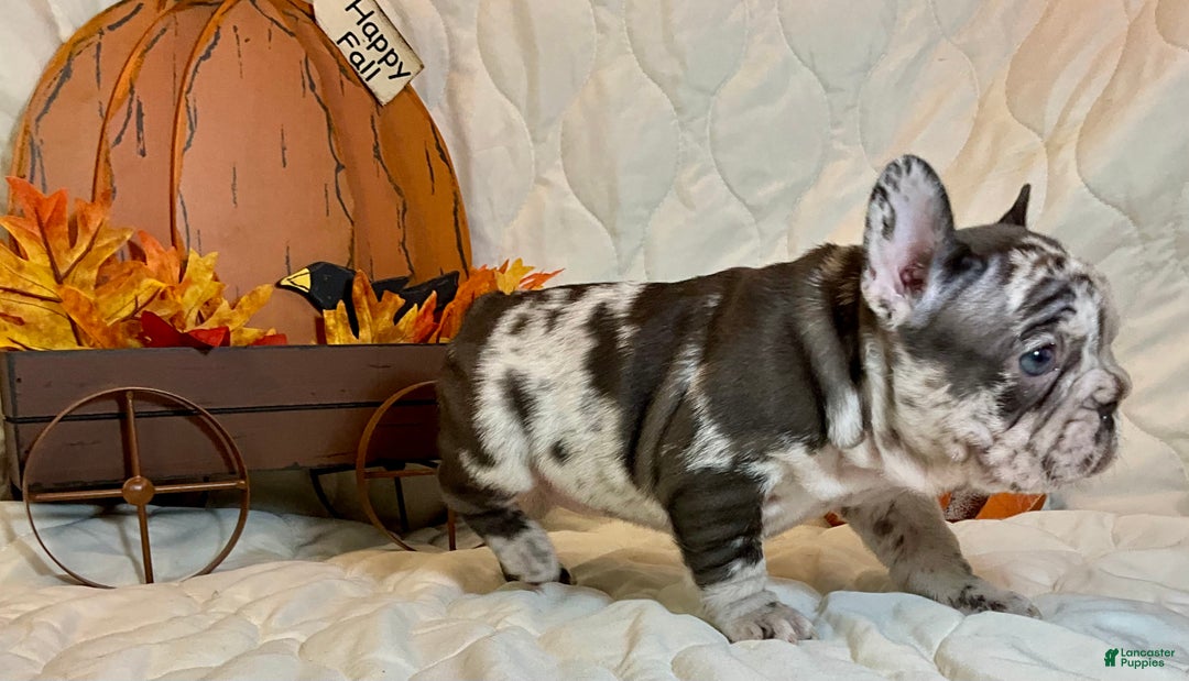 French Bulldog dogs for sale: Arrow - Ad 15