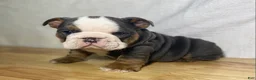 English Bulldog dogs for sale: Cali - Ad 1