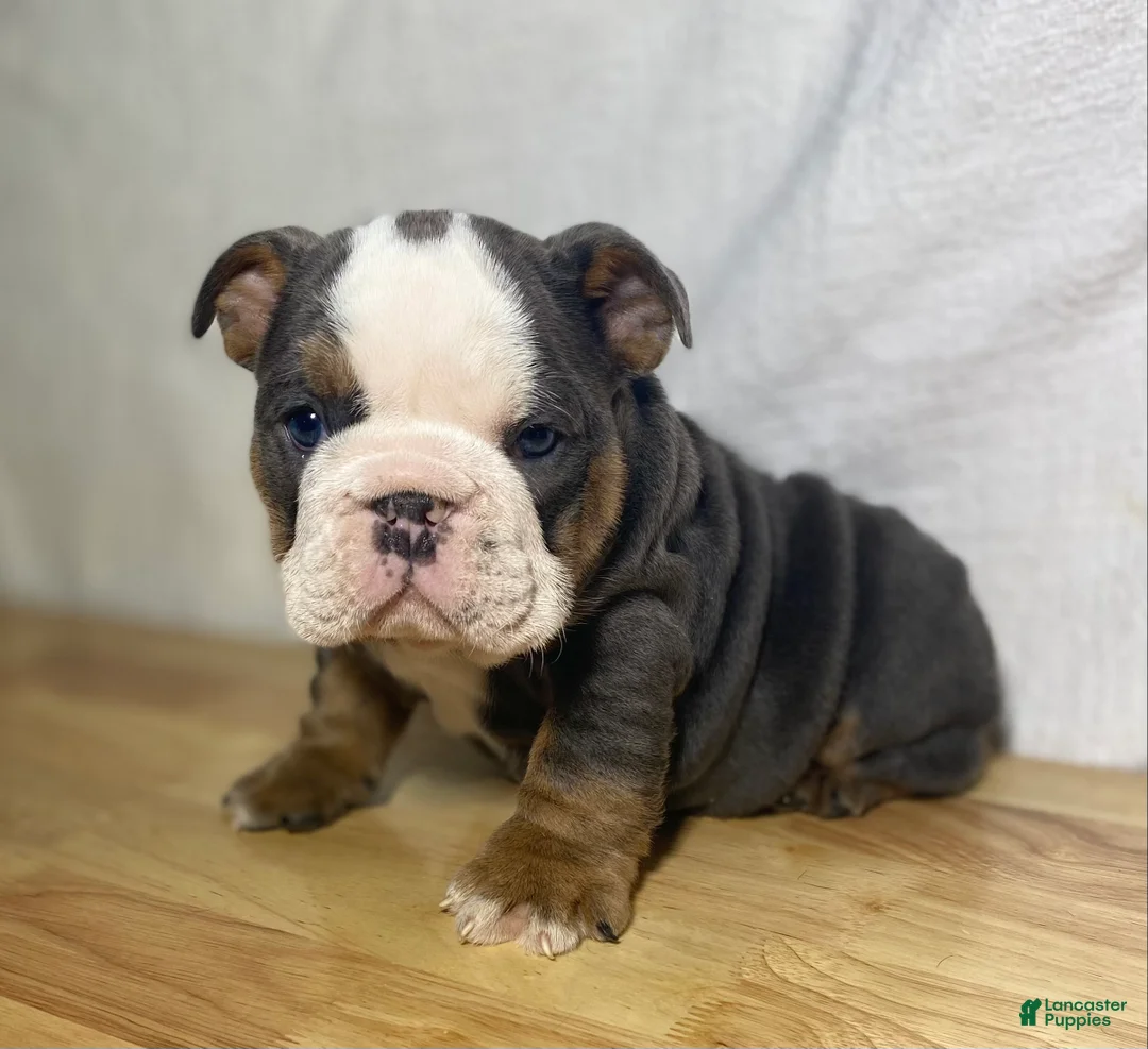 English Bulldog dogs for sale: Cali - Ad 1