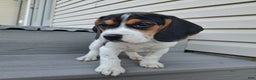 Beagle dogs for sale: GRACIE - Ad 5