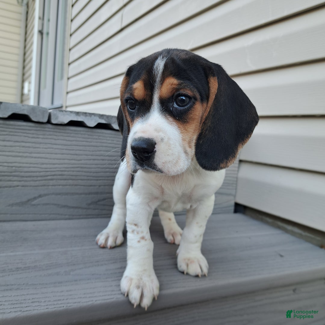Beagle dogs for sale: GRACIE - Ad 5