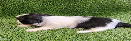 Shih Tzu dogs for sale: Shih Tzu 1 - Ad 6
