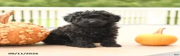 Miniature Poodle dogs for sale: Peter - Ad 3