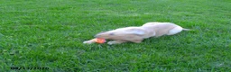 Labrador Retriever dogs for sale: Brianna - Ad 5