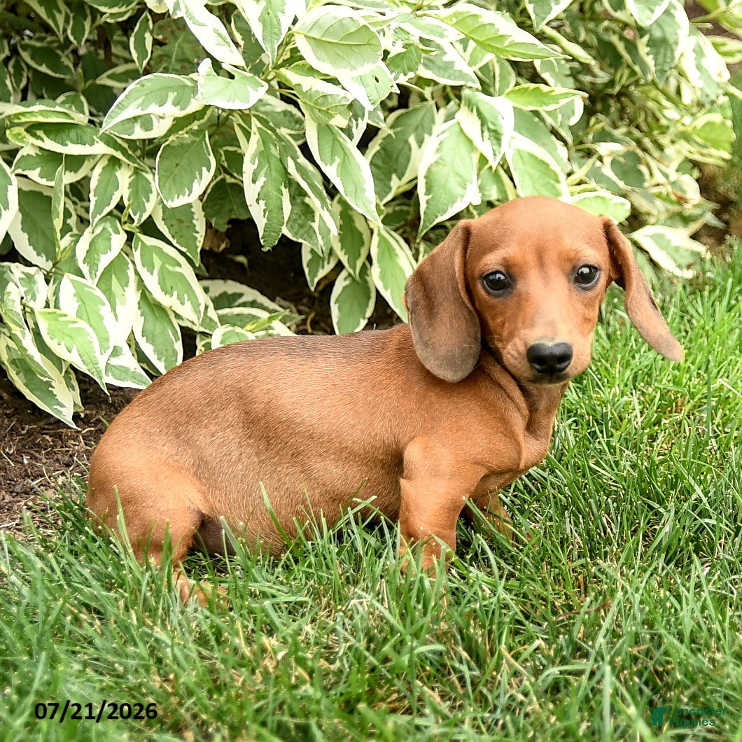 Miniature Dachshund dogs Noodle - Ad 1