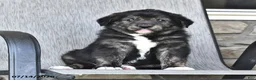 Mixed Breed dogs for sale: Tubby - Ad 5