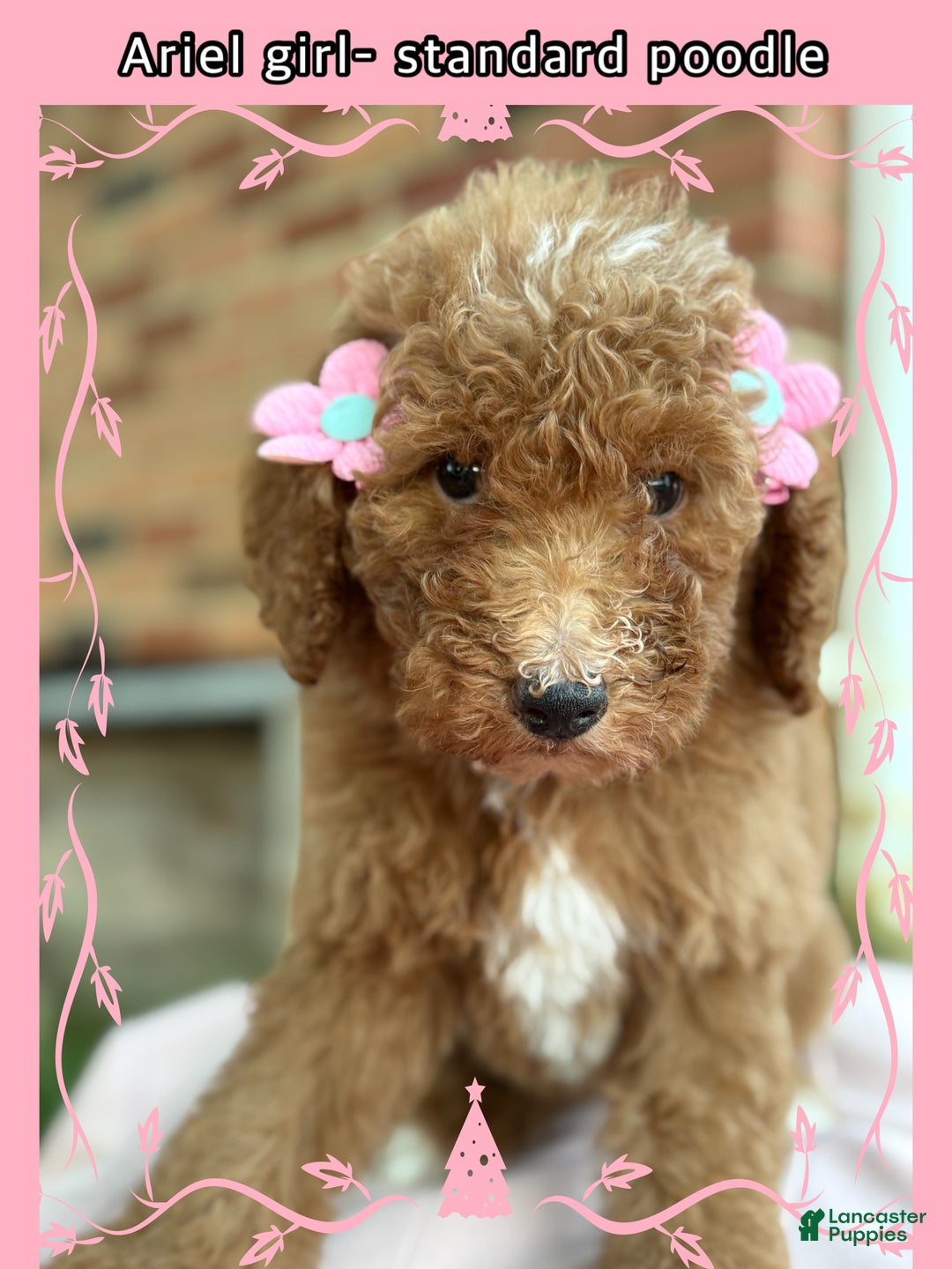 Standard Poodle dogs for sale: Standard Poodle litter of 5 puppies - Ad 7