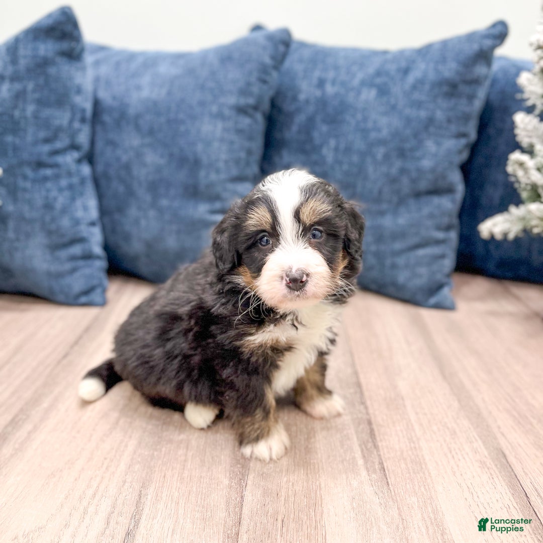 Mini Bernedoodle dogs for sale: Archie - Ad 6
