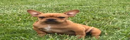 French Bulldog dogs for sale: Durango - Ad 1