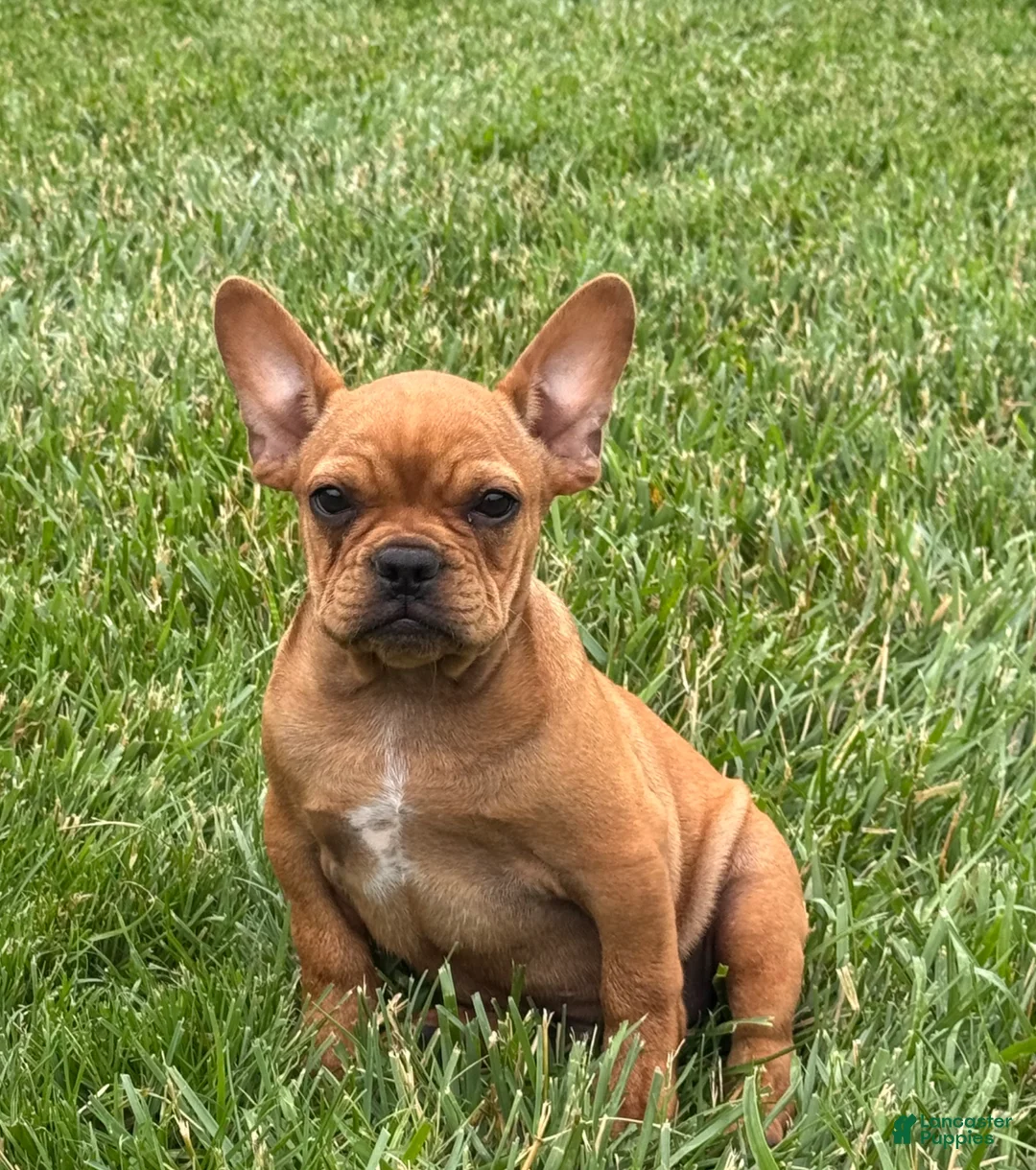 French Bulldog dogs for sale: Durango - Ad 1