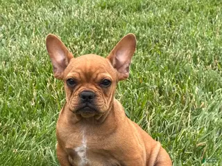 French Bulldog dogs for sale: Durango - Ad 1