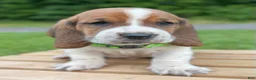Basset Hound dogs for sale: Oliver - Ad 6