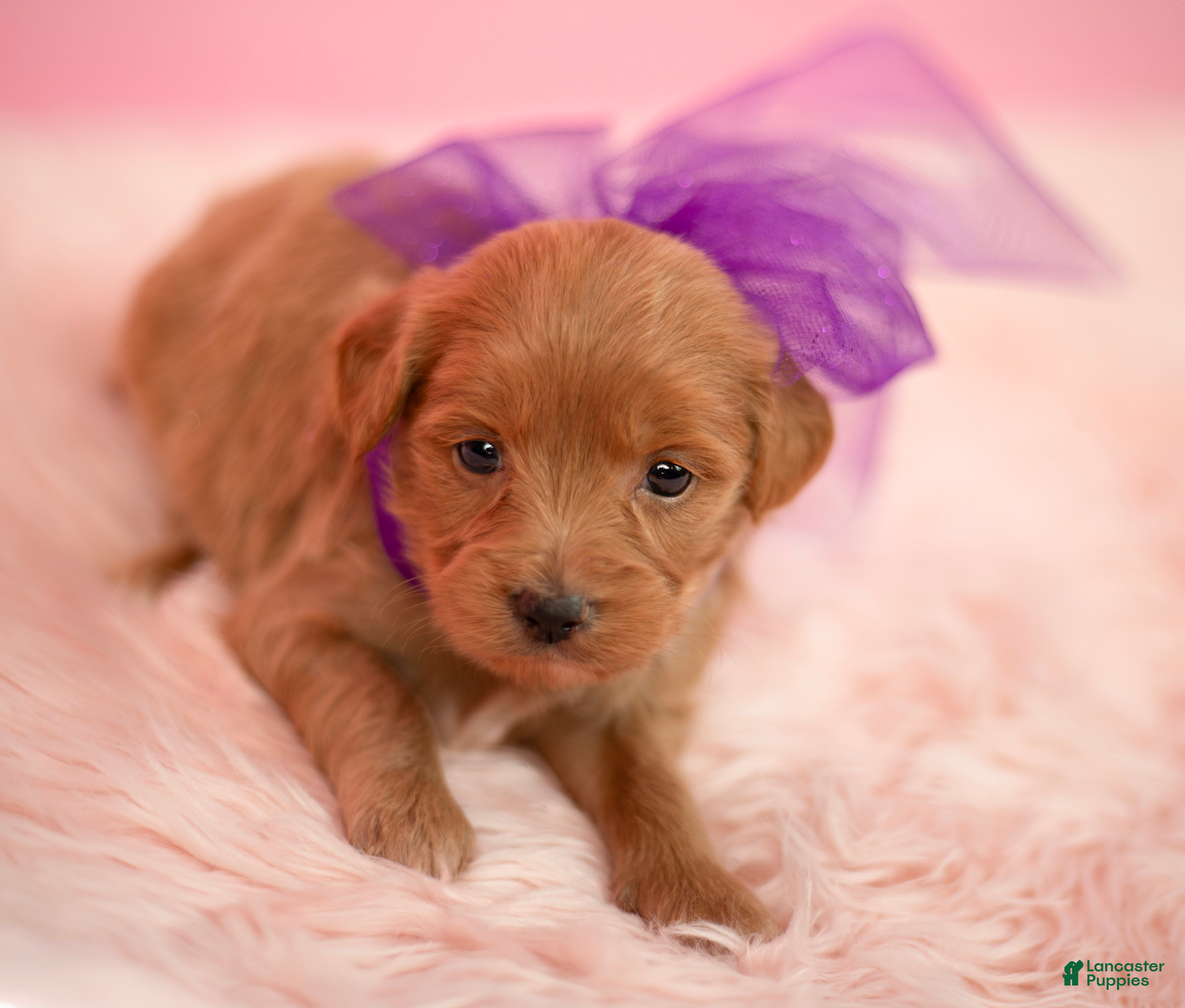 Maltipoo dogs Goldie - Ad 2