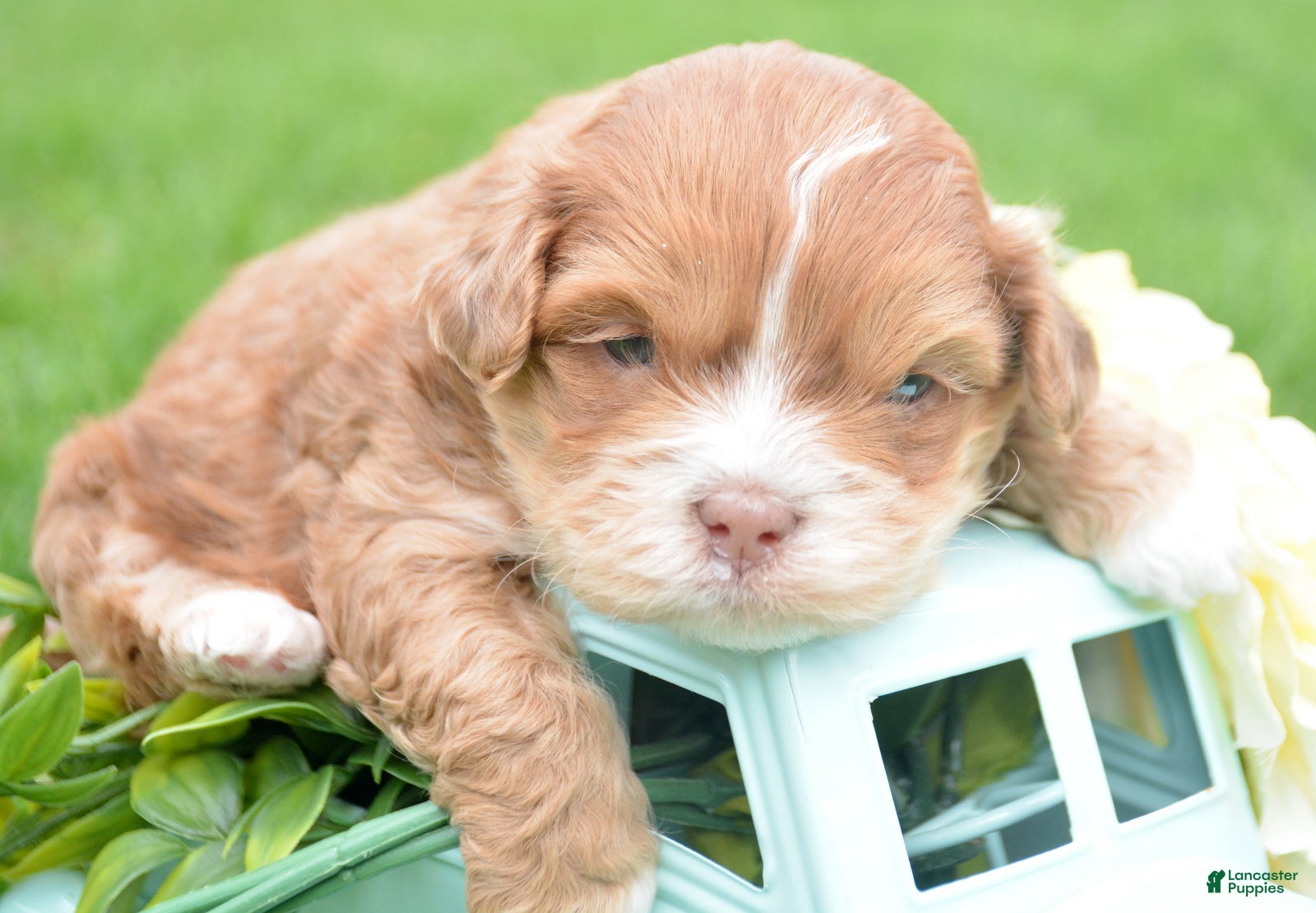 Shihpoo dogs Shihpoo Sal - Ad 38