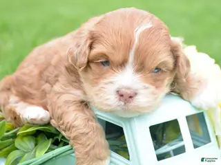 Shihpoo dogs Shihpoo Sal - Ad 38