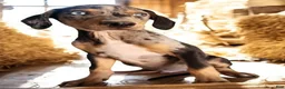 Catahoula Leopard Dog dogs for sale: Jesse 2026 M1 - Ad 5