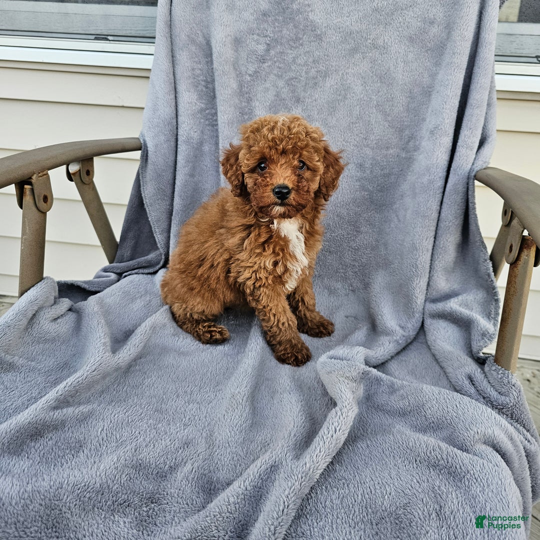 Toy Poodle dogs for sale: Ria - Ad 4